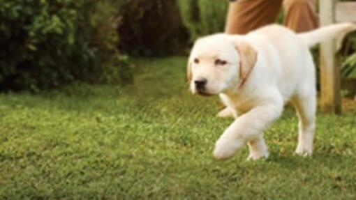 ANXIÉTÉ DE SÉPARATION CHEZ LES CHIOTS