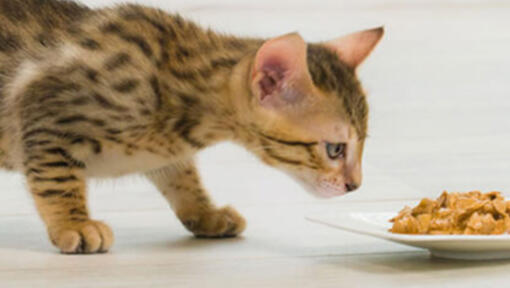 Soyez préparé pour l'arrivée de votre chaton à la maison