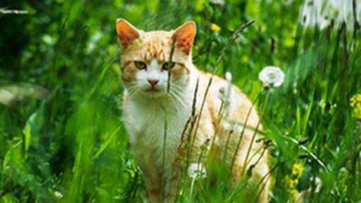 SÉCURITÉ DU CHAT DANS VOTRE JARDIN