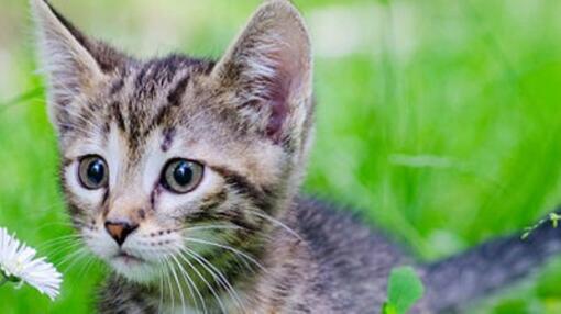 POIDS ET EXERCICE PHYSIQUE DU CHAT