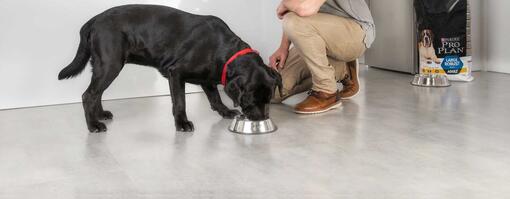 Soutenir votre chien après une opération
