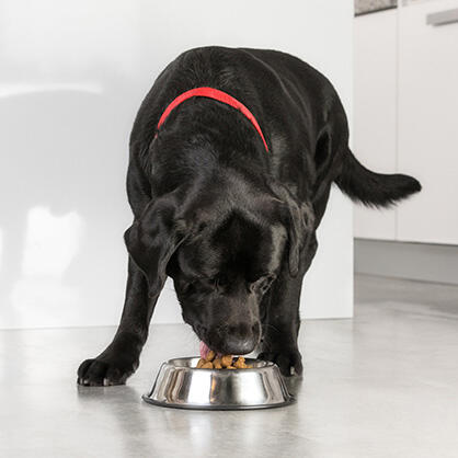 Un gros chien noir mange de la nourriture sèche dans un bol en fer