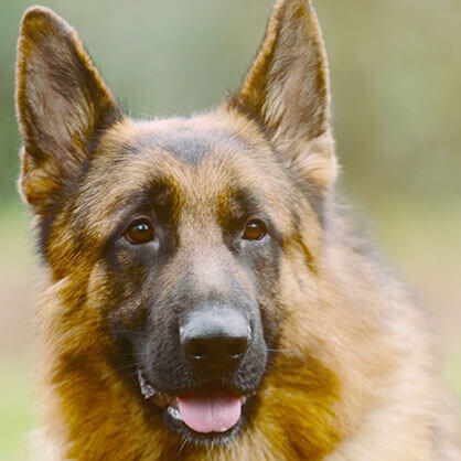 Un gros chien a l’air loin