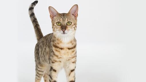 Pourquoi Mon Chat Eternue Purina Pourquoi Mon Chat Eternue Purina