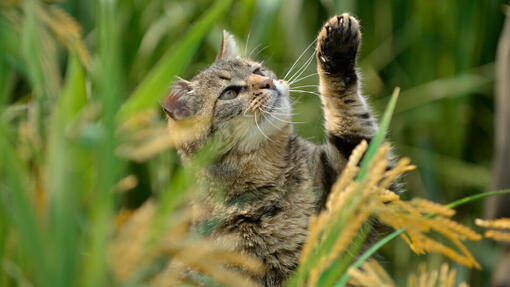 Chat tigré tâtonnant à l'herbe haute