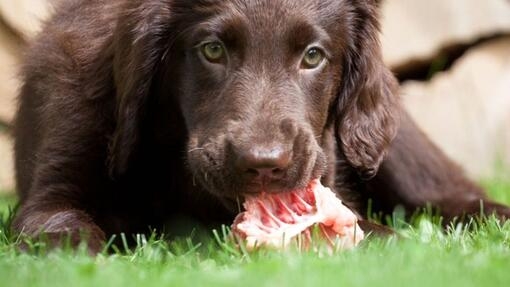 L’ALIMENTATION EST-ELLE EN CAUSE DE LA DIARRHÉE CHEZ LE CHIEN ?