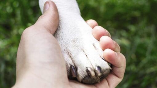 SI VOUS AVEZ D’AUTRES ANIMAUX À LA MAISON