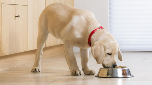 BIEN NOURRIR UN BÉBÉ CHIEN : CHOISIR L'ALIMENTATION DE SON CHIOT