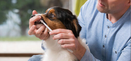 SOINS, HYGIÈNE ET PRÉVENTION :ÉVITER LES MALADIES DU CHIOT