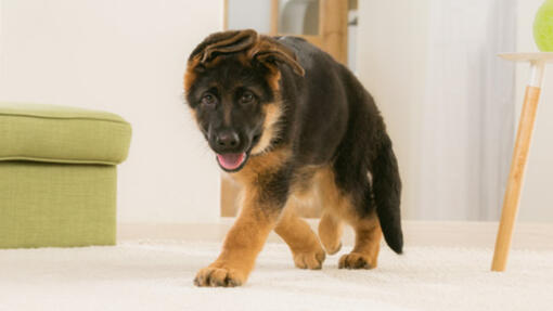 ALIMENTATION DU CHIOT : CROQUETTES OU PÂTÉ ?