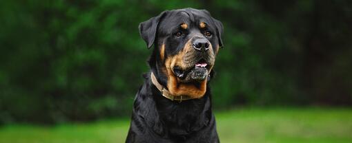 Le gros chien s’assoit et regarde devant lui