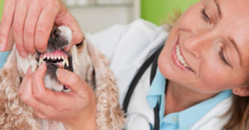 Le médecin du chien vérifie ses dents