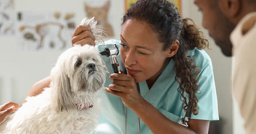 Le médecin examine le chien