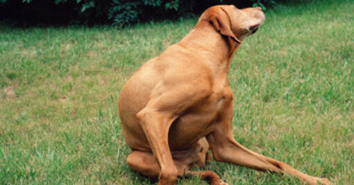 Gros chien gratte des puces dans la rue