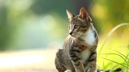 SÉCURITÉ DU CHAT DANS VOTRE JARDIN