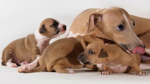 PINCE A CLAMPER LE CORDON OMBILICAL DU CHIOT OU CHATON