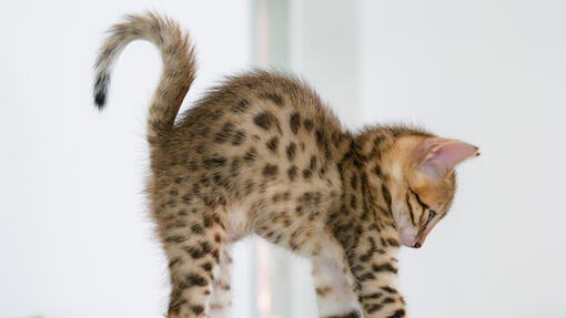 Comment donner un bain à son chat ?