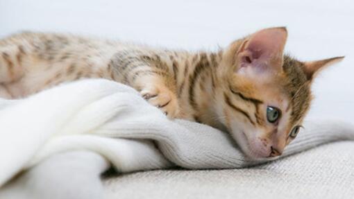 Prevention De La Grippe Chez Le Chat Ou Coryza Purina Prevention De La Grippe Chez Le Chat Ou Coryza Purina