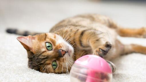 QU'EST-CE QUE LA GALE DU CHAT ?