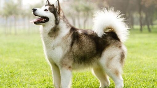 Malamute d'Alaska à la recherche.