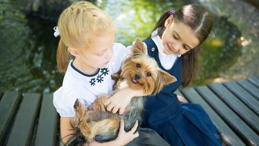 Australian Silky Terrier avec enfants