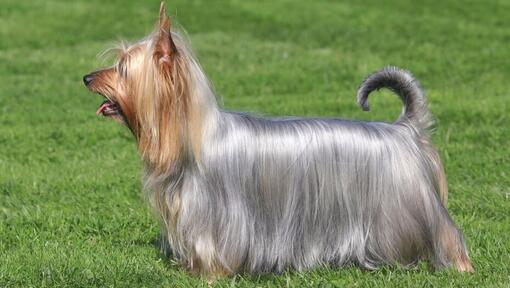 Australian Silky Terrier debout sur l'herbe