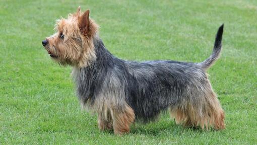 Australian Terrier debout sur l'herbe