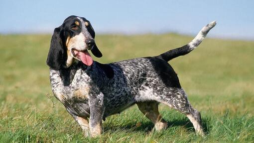 Basset Bleu De Gascogne debout sur le terrain