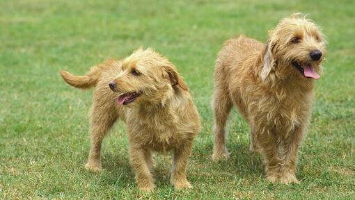 Deux Bassets Fauve De Bretagne profitant de la promenade