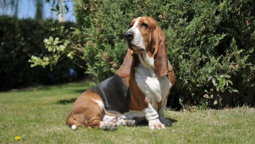 Basset tricolore assis sur l'herbe.