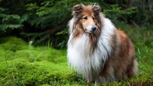 Colley debout dans la forêt