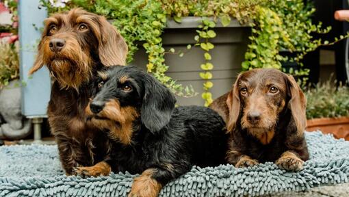 Trois teckels à poil dur miniature couché