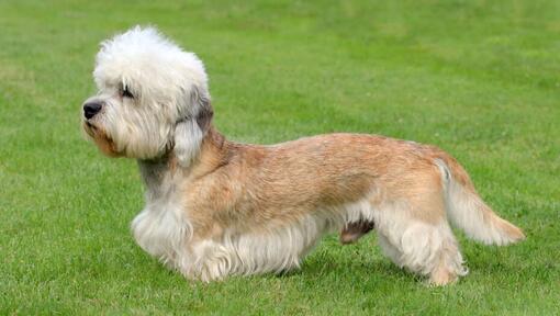 Dandie Dinmont Terrier debout sur l'herbe