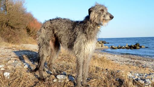 Grey Deerhound debout sur la plage.