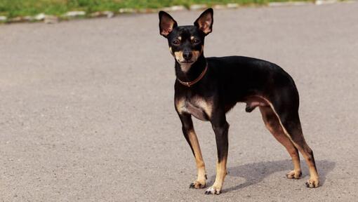 Toy Terrier anglais debout sur la route