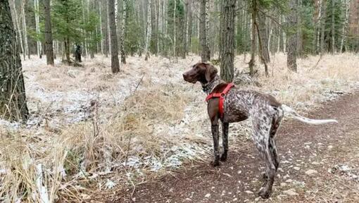 Pointeur allemand marchant dans la forêt