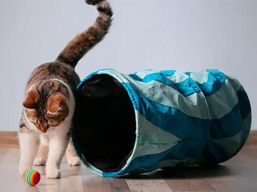 Chat jouant avec une balle et un tunnel