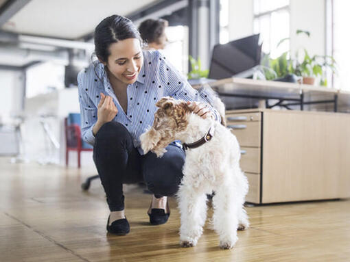 Femme caressant chien au bureau