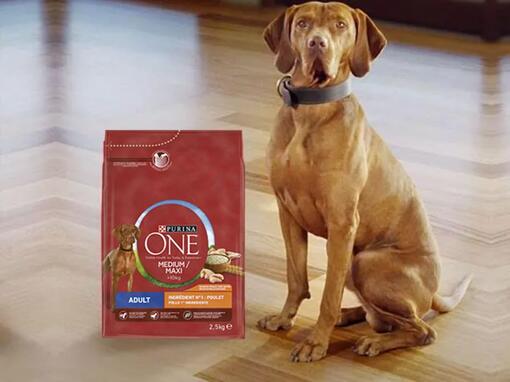 Nourriture sèche Purina ONE Chien