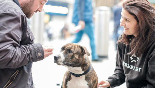 Un travailleur de proximité parle à des chiens dans la rue