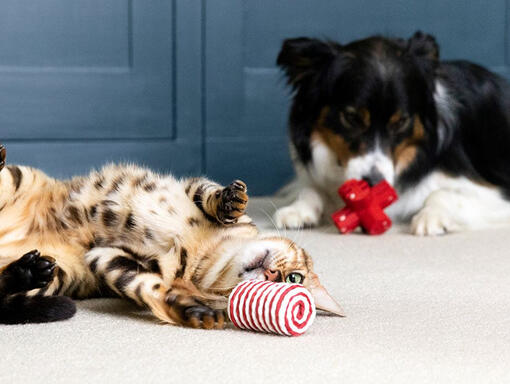 Chat et chien jouant avec des jouets