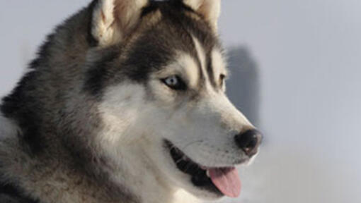 Husky sibérien avec la bouche ouverte, levant les yeux.