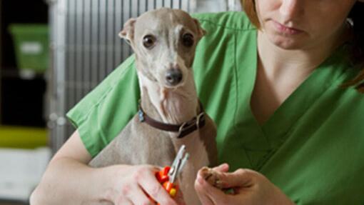 L’homme chien se coupe les ongles