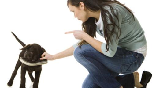 Éducation canine : bien éduquer son chiot