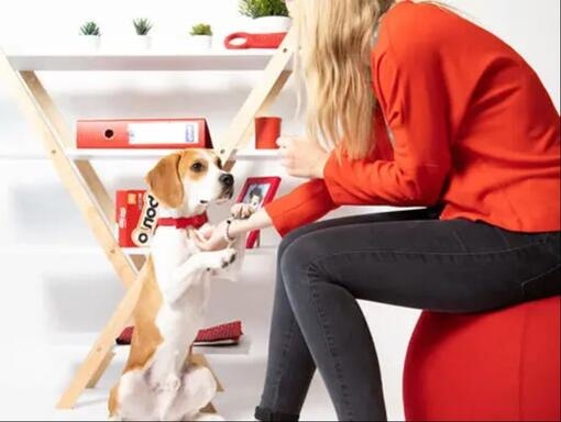 Beagle à un bureau avec des boîtes Bonio
