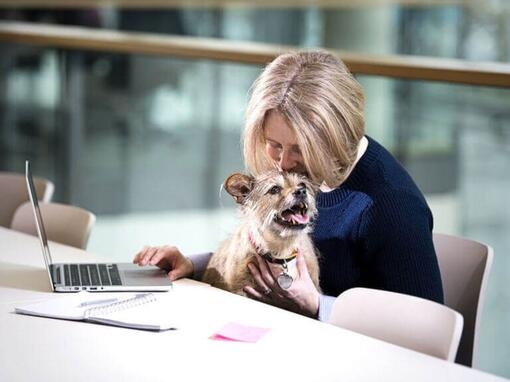 Terrier s'assit sur les genoux de la femme alors qu'elle travaille sur un ordinateur portable