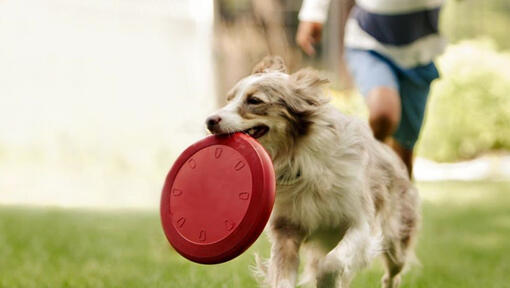 Collie en cours d'exécution avec frisbee