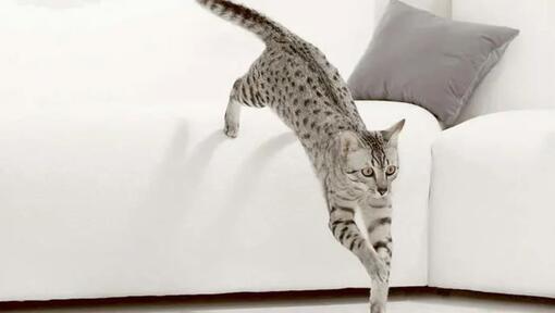 Chat sautant du canapé