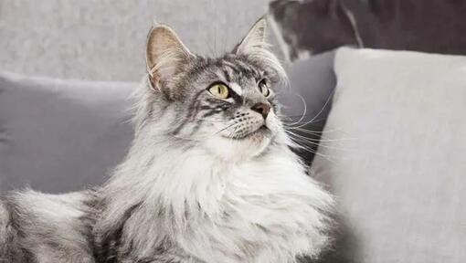 L'image présente un chat Maine Coon, avec un pelage gris et blanc, dans un canapé gris 
