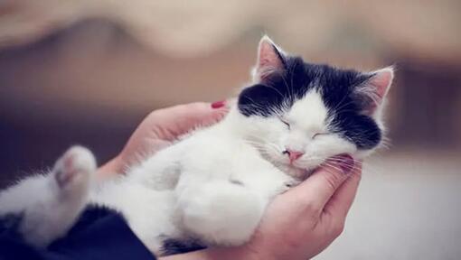 Un chat noir et blanc dort entre les mains des propriétaires